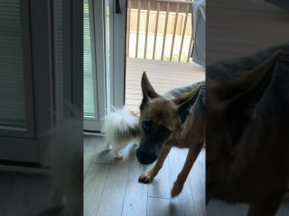 Big Dog Eats Smaller Dog's Entertainment