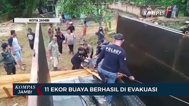 11 Ekor Buaya Berhasil di Evakuasi