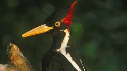 U.S. Wildlife Service Declares 23 Animal Species Extinct