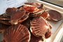 Sea Scallops vs. Bay Scallops: What's the Difference?