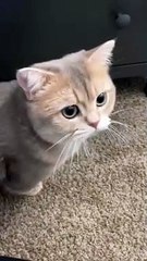 Funny Cat Videos to Keep You Smiling! 