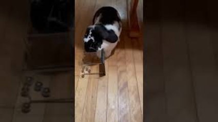 Mim Mim the Rabbit Stops Pendulum Balls