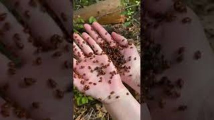 Log Crawling with Ladybugs