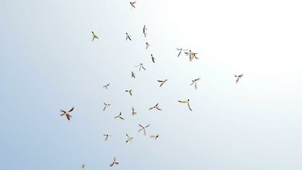 Researchers design tiny, flying devices inspired by nature
