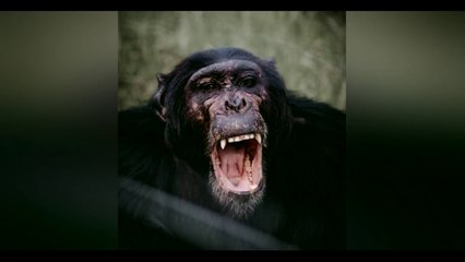 ¿POR QUÉ NOS REÍMOS? [C&H DOCUMENTALES]