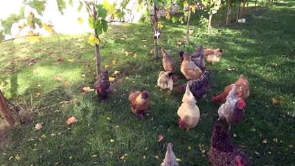 Rust (Burgenland)  - Blumenpracht im Weingut Leitgeb