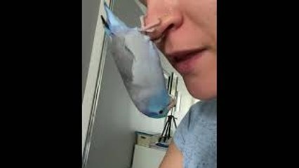 Bird Hangs from Nose for Upside Down Kisses