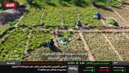 ...عيش ازدياد شعبية نبات الكبر الذي كان ينظ...