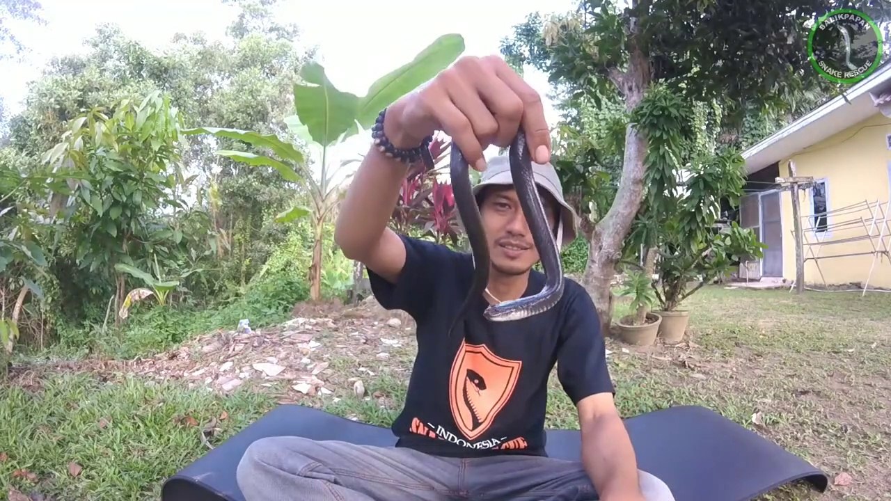 Mengenal Ular Air Kelabu