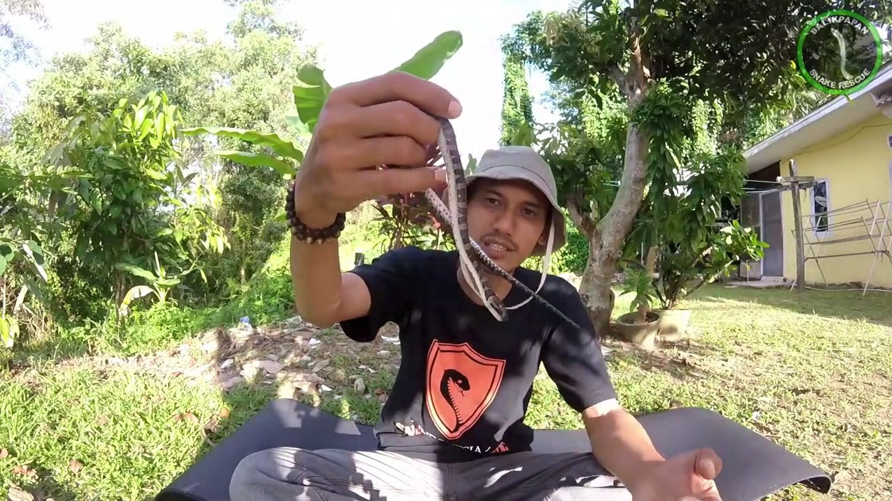 Mengenal Ular Kadut Belang