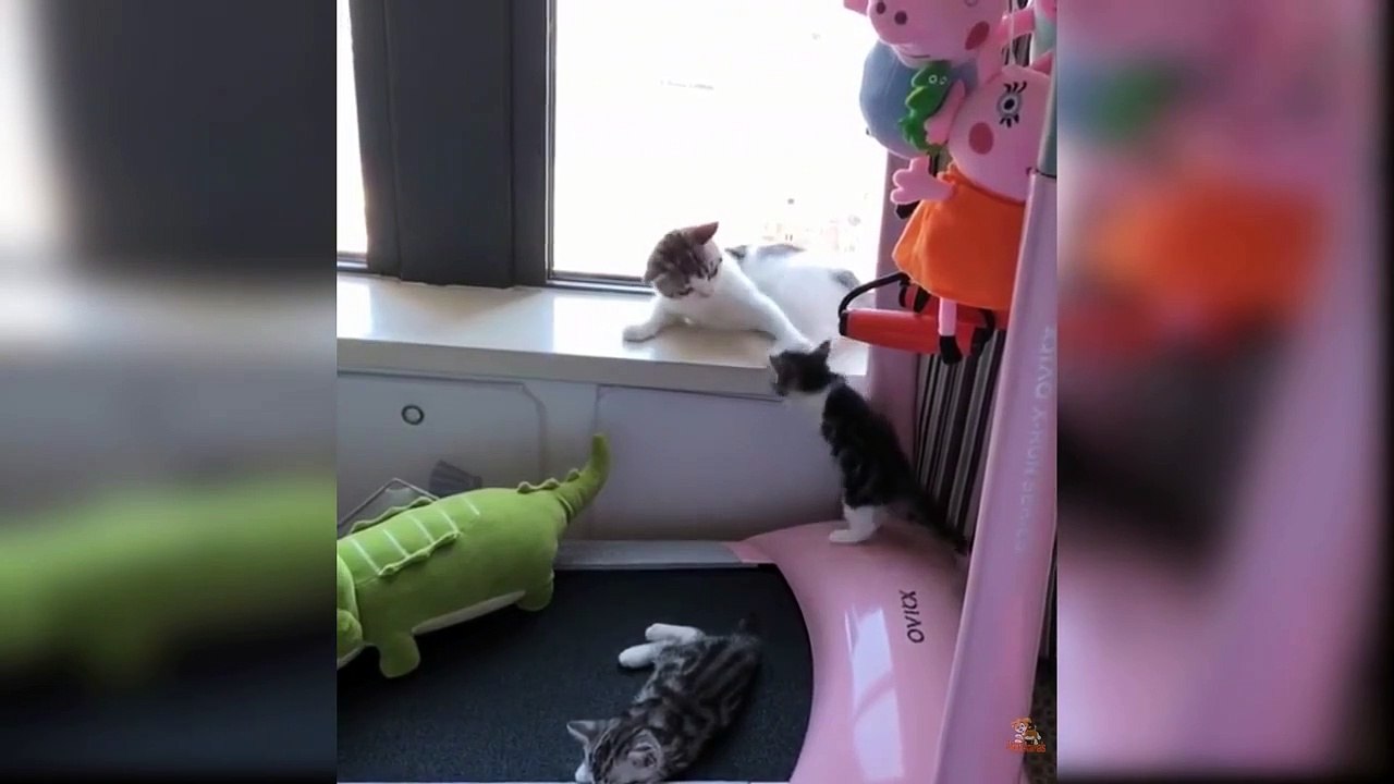 Try Not To Laugh Challenge - Funny Cat & Dog Vines compilation 2019