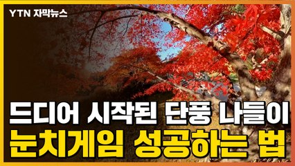 [자막뉴스] '단풍 나들이' 가고 싶은데...어느 날짜에 가야 될까요? / YTN