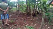 Main kerumah saudara lihat ternak kambing dan kebun