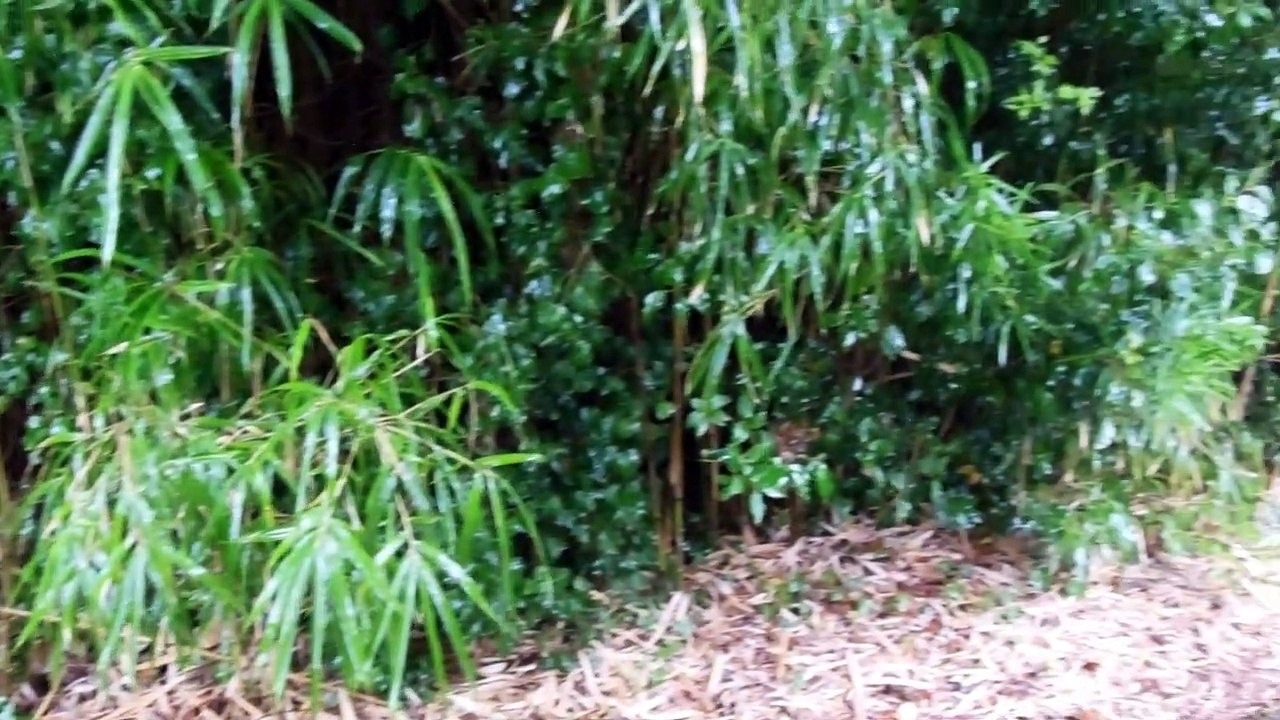 Late Summer Rain in Japan