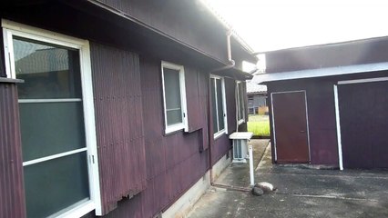 Giant Japanese Hornet on Our House