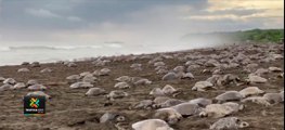 tn7-Cerca-de-310-mil-tortugas-'lora'-llegaron-en-setiembre-a-playa-Ostional-011021