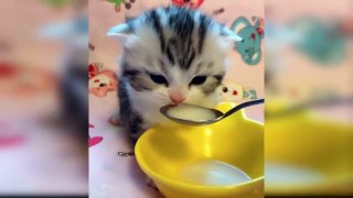 Baby Cats - Cute and Funny Baby Cat Videos Compilation