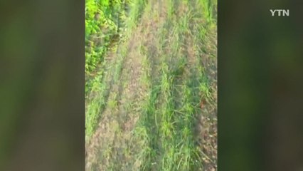 밤사이 중부지방 폭풍·우박...농작물 피해 / YTN