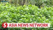 Vietnam News | Growing vegetables at home - A rewarding experience