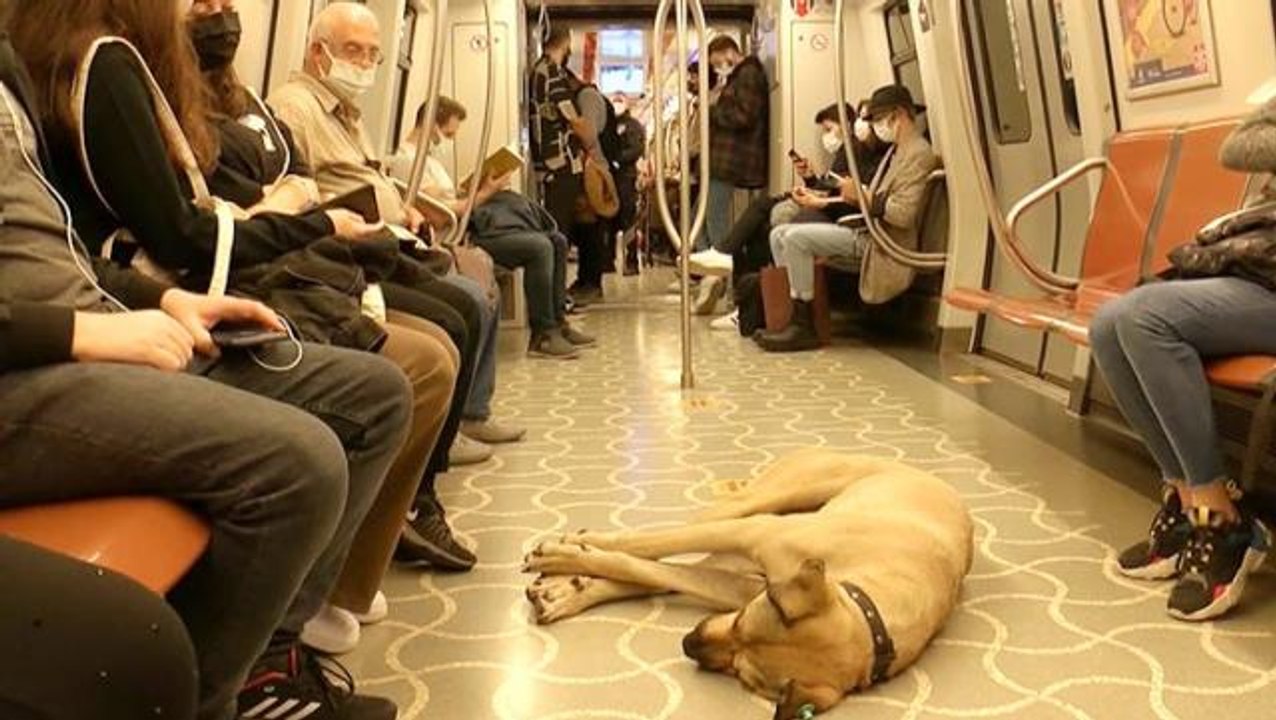 Mikroçip takılan Boji böyle takip ediliyor! İstanbul'u karış karış gezip bir günde 29 durak kullanıyor