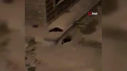 Nesli tükenmekte olan Gelincik Ardahan'da Şehre indi