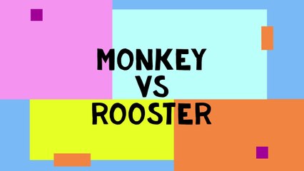 VIRALL !! Monyet Banyak Gaya vs Ayam Jago Yang Santuyyyy