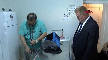Veterinerler uyardı; evcil hayvanlara mikroçip taktırmak için süre daralıyor
