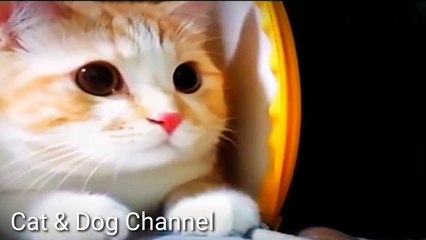 Video lucu kucing bikin ngakak