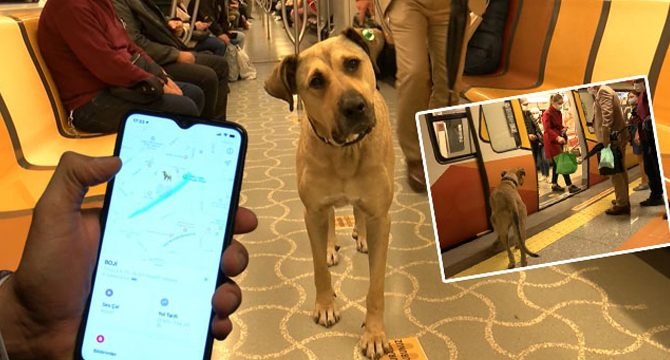 Türkiye bu köpeği konuşuyor: ‘İlk defa böyle bir şey görüyorum’