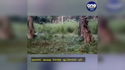 ஒருவரை அடித்துக் கொன்ற ஆட்கொல்லி புலி… உயிரை கையில் பிடித்து கொண்டிருக்கும் மக்கள்!