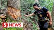 Trees in Penang hiking trail girdled, group voices disappointment