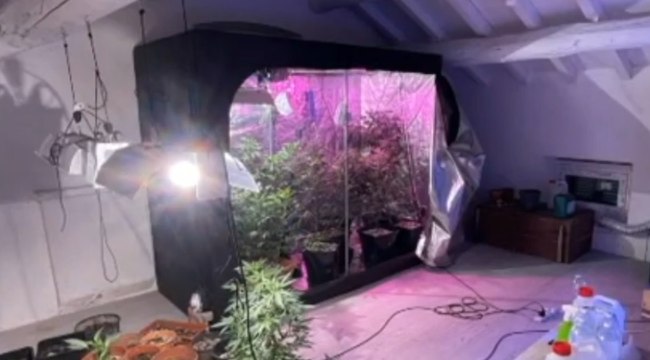 Alessandria - Arrestati dopo rapina, in casa piantagione di marijuana (02.10.21)