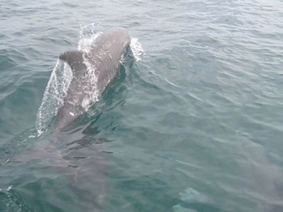 Les dauphins un monde merveilleux