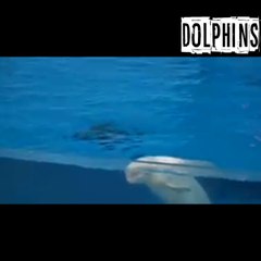 pertunjukan dan bermain dengan lumba lumba