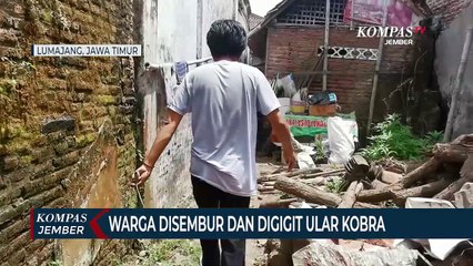 3 Orang di Disembur dan Digigit Ular Kobra, Korban Dilarikan ke Rumah Sakit