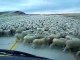 Va expliquer au patron pourquoi tu es en retard... troupeau de mouton géant