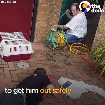 Il sauve un bébé renard coincé dans un tuyau