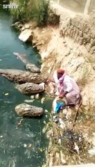 Il nourrit 4 crocodiles géant à la main