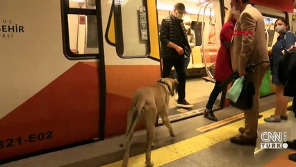Toplu taşıma ile her yeri gezen Boji, yakın takipte