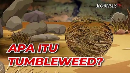 Sering Muncul di Film, Apa Itu Tumbleweed? Dan Fakta Uniknya
