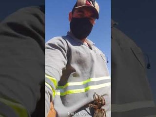 Construction Worker Saves Huge Tarantula