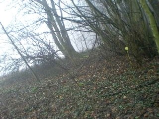 foret divion Clara et moi