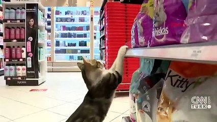 Zorla mama aldıran dilenci kedi... Sakat numarası yapıyor