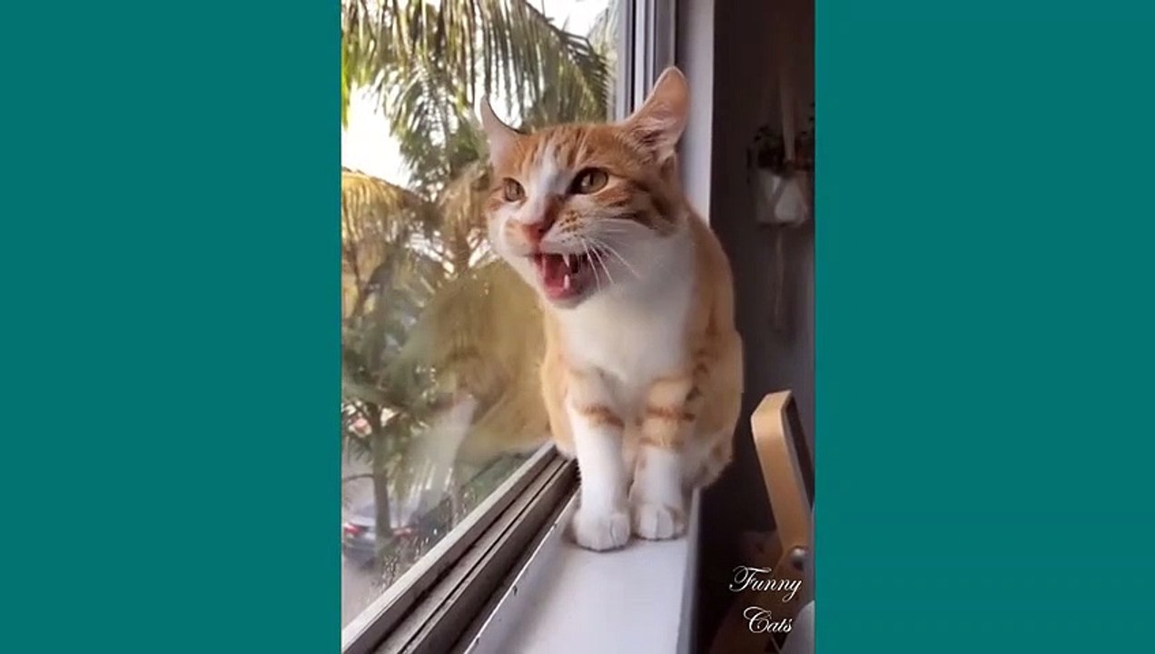 funny cat #6