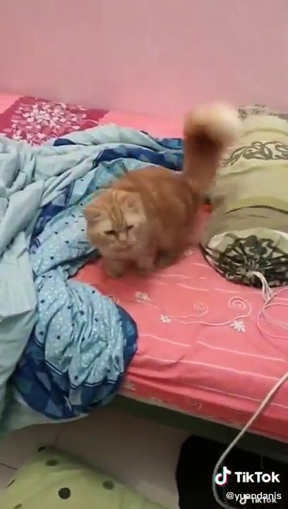 funny cat #8