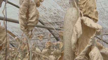 نضوب مياه سد الوالة بمدينة مادبا في الأردن