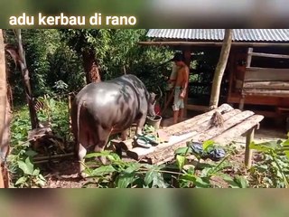 Adu kerbau upacara adat toraja