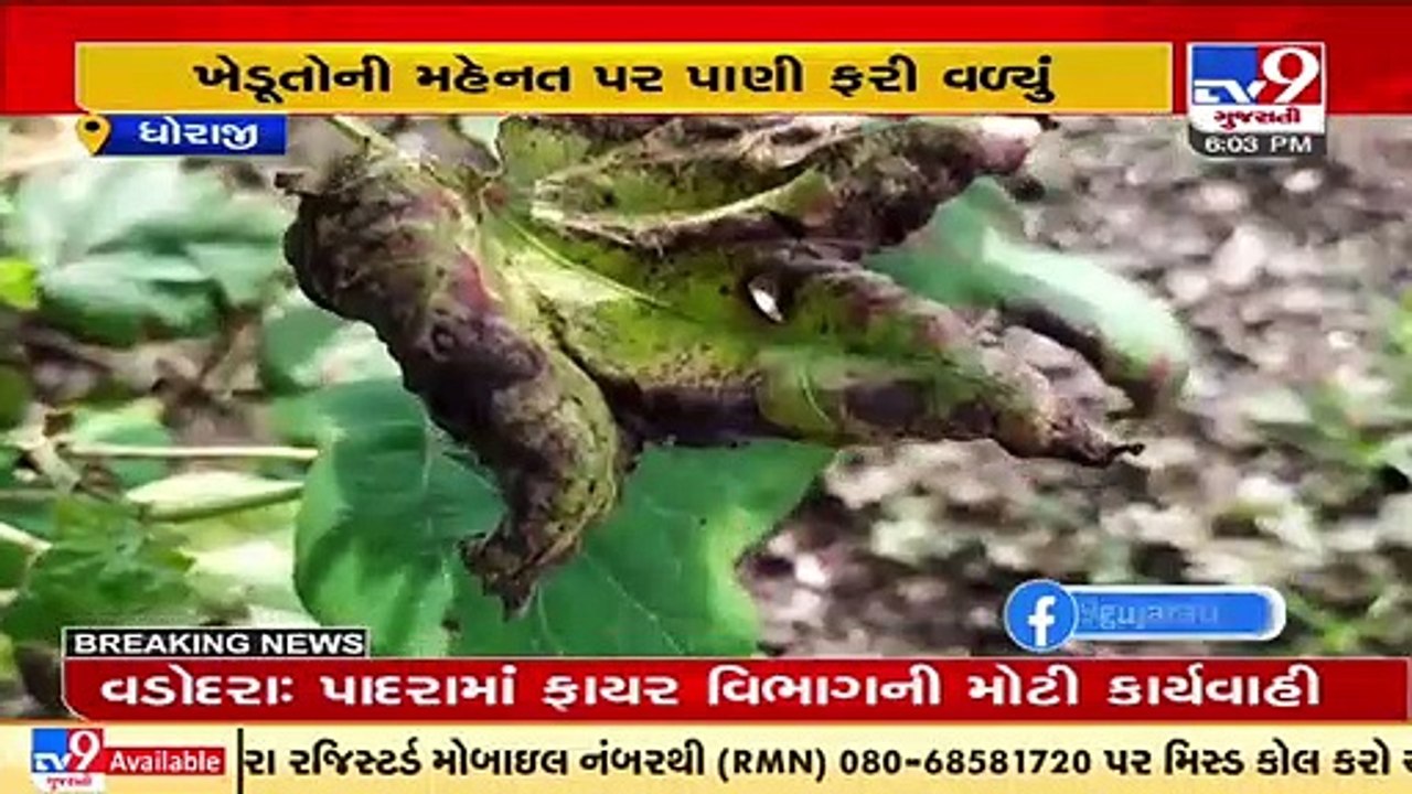 Rajkot_ Excessive rain becomes curse for Dhoraji farmers_ TV9News