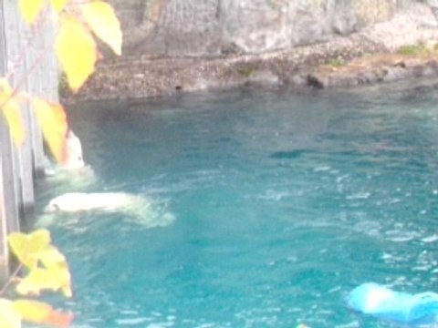 Parc St Félicien Quebec