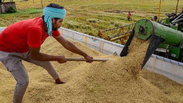 Paddy procurement to begin from tomorrow in Haryana-Punjab